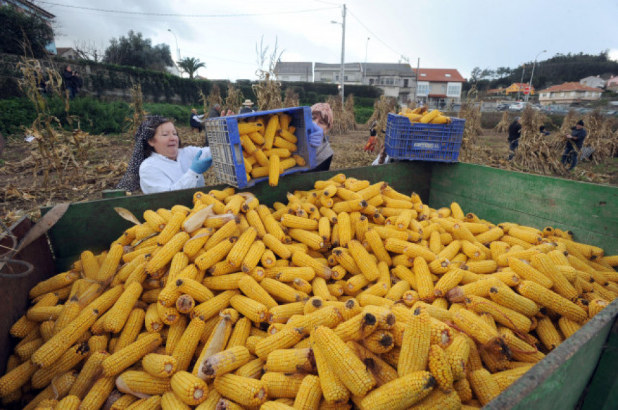 La Xunta pide un plan para evitar el desabastecimiento de maíz en dos meses