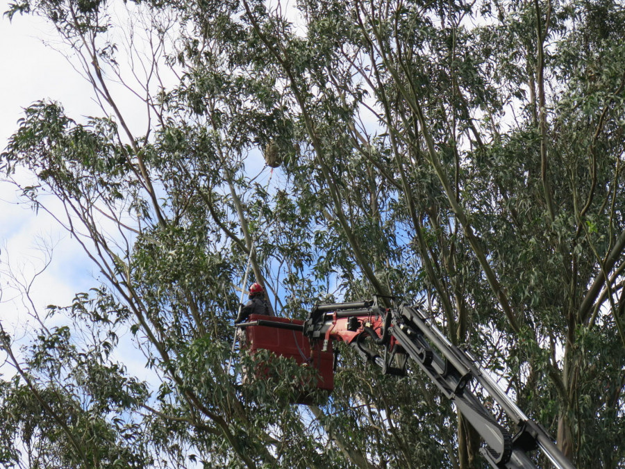 Arranca la campaña anual de trampeo contra la velutina en A Laracha