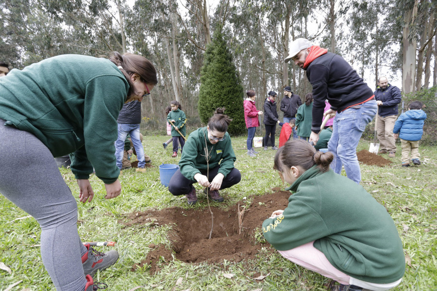 Plantación de más de 600 carballos en el polígono de Bértoa y en Santa Comba