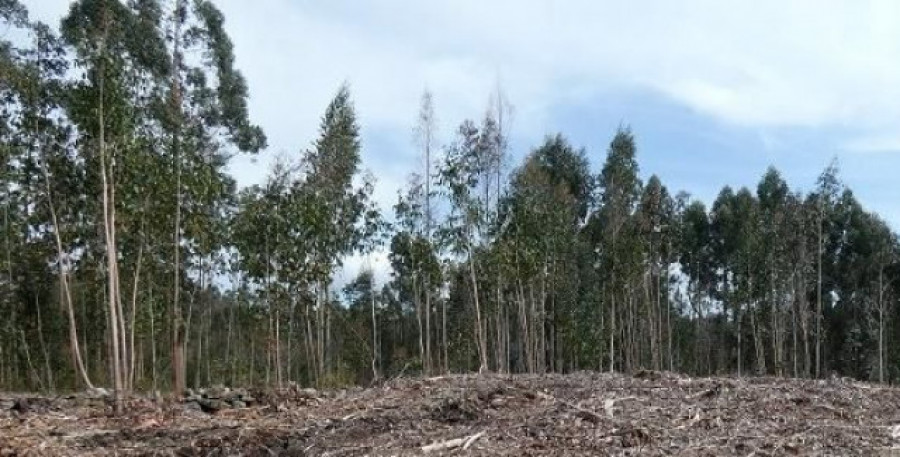 La Xunta saca a subasta 23 lotes de madera en la provincia de A Coruña valorados en más de 400.000 euros
