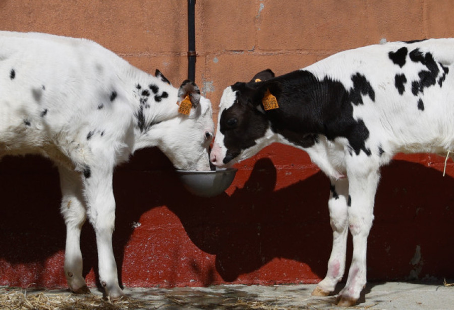 Denuncian que la producción de leche “a pérdidas” continúa