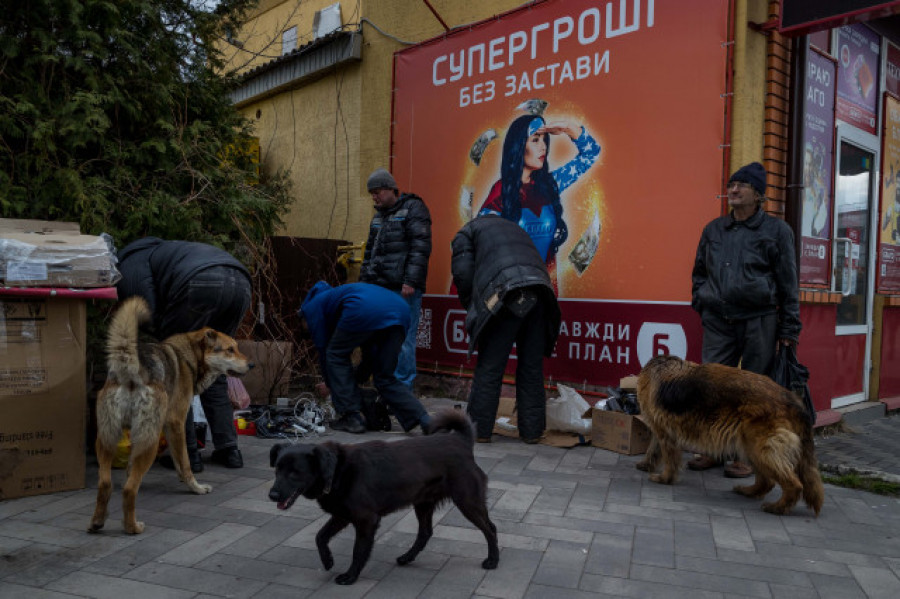 Viaja 5.000 kilómetros para salvar a una treintena de perros de Ucrania