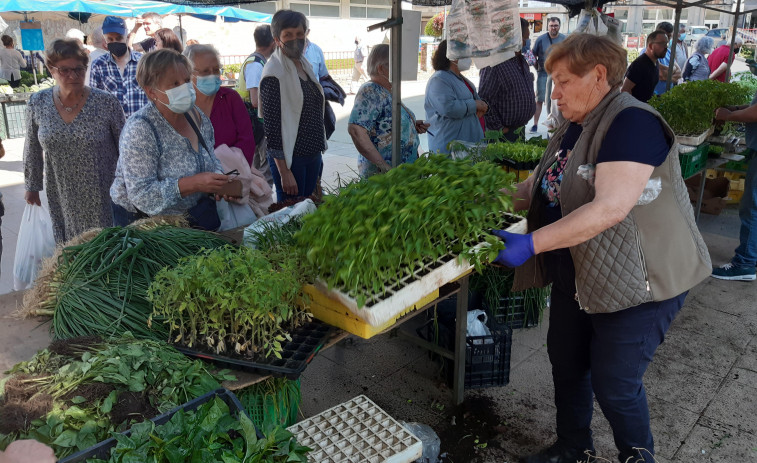 Los primeros pimientos de Padrón se agotan en pocas horas en la feria de Carballo