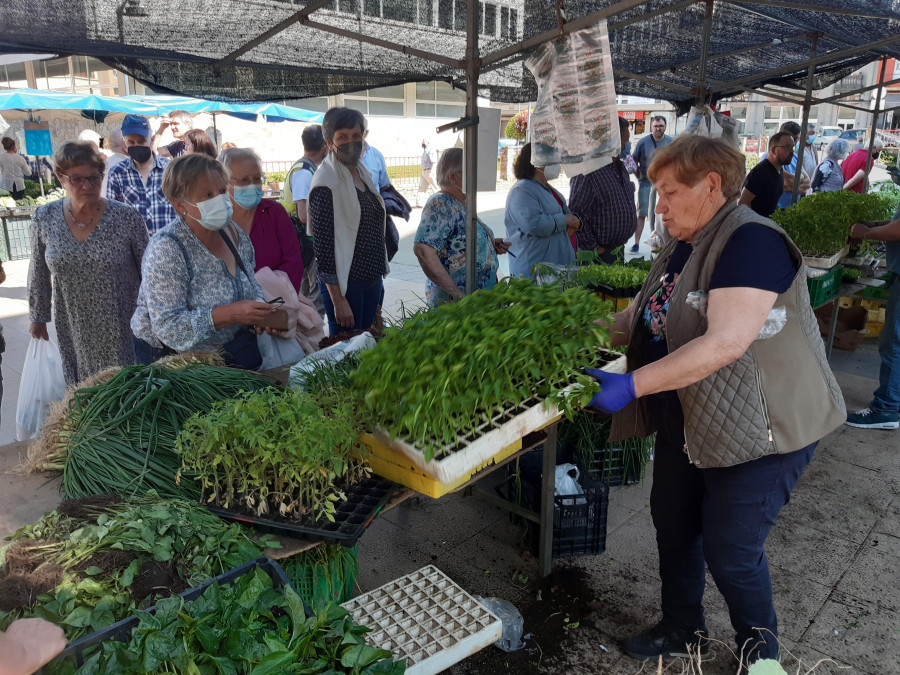 Los primeros pimientos de Padrón se agotan en pocas horas en la feria de Carballo