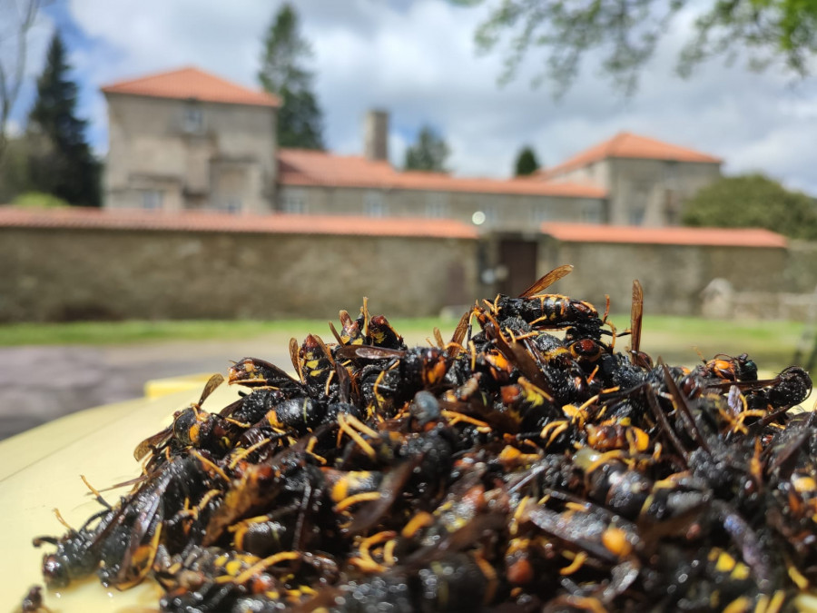 Capturadas en solo dos meses más de 2.800 reinas de avispa velutina en Zas