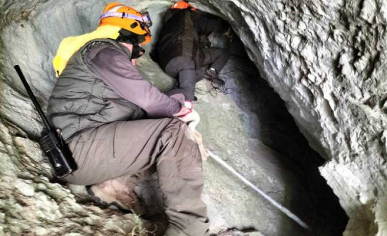 Confirman que el osezno está vivo y en la misma cueva que la hembra atacada