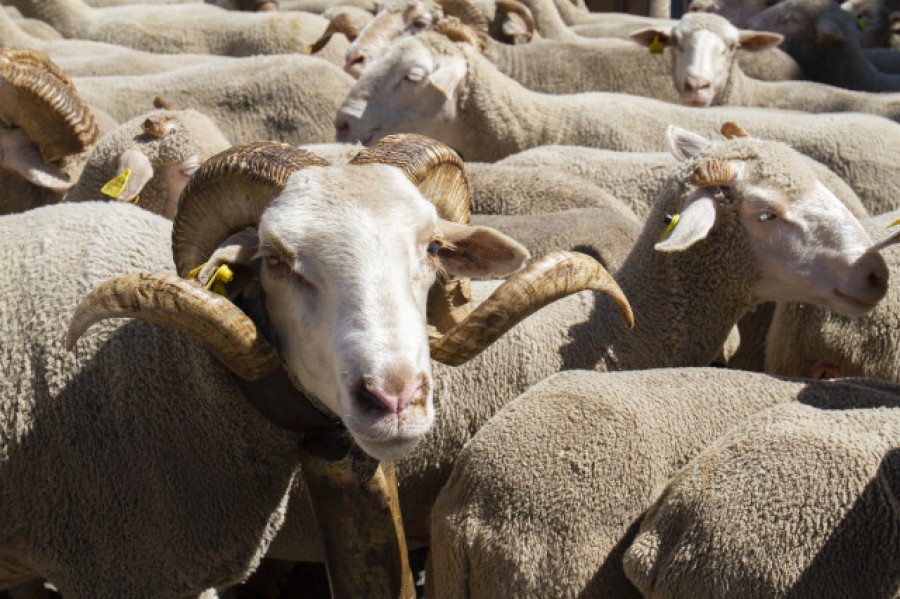 Nueva Zelanda presenta un plan para imponer tasas por los eructos de ovejas y vacas