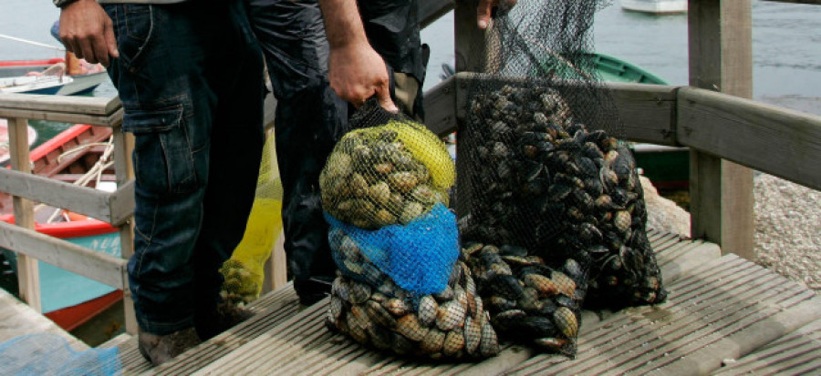 Intervenidos 54 kilos de almeja extraídos de forma irregular en Fisterra