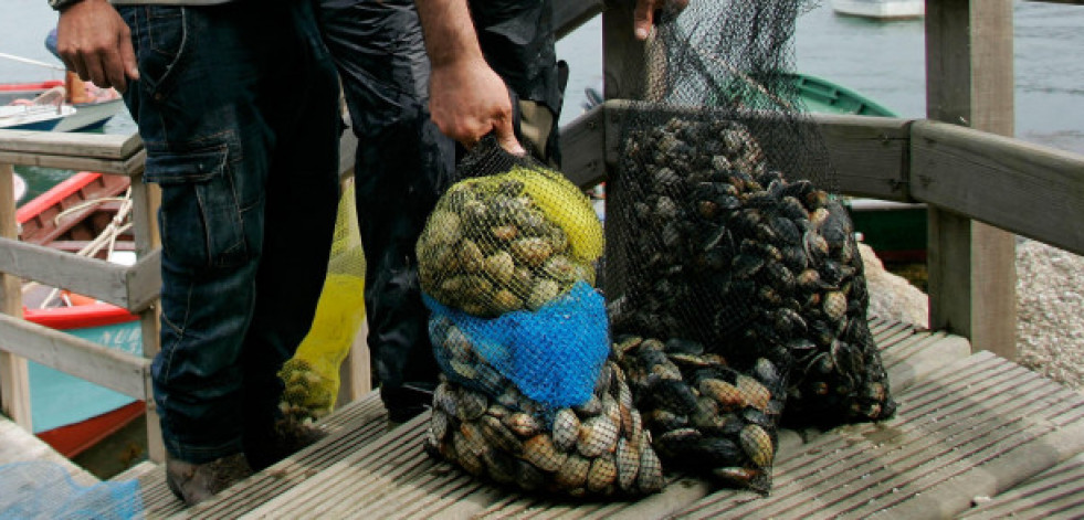 Intervenidos 54 kilos de almeja extraídos de forma irregular en Fisterra