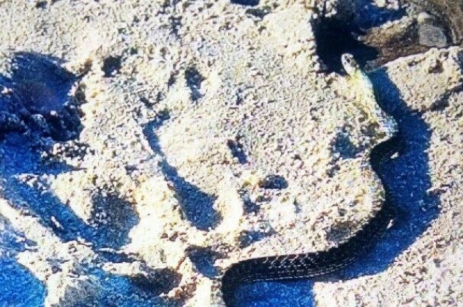 La Policía captura una culebra encontrada por un bañista en una playa de Vigo