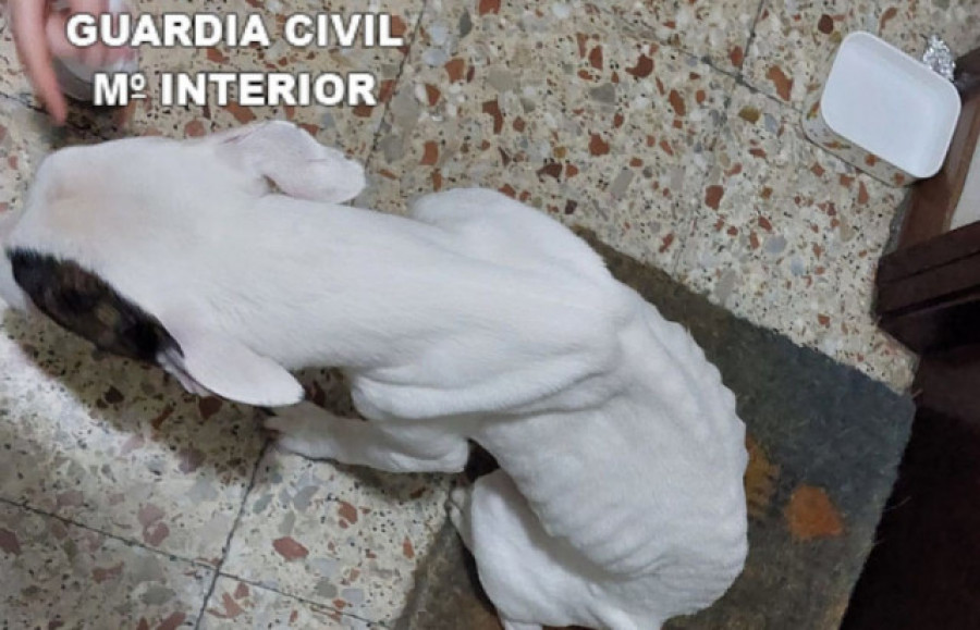 Investigan a un vecino de Milladoiro que se fue a vivir a Santiago y dejó a su perra en estado de abandono