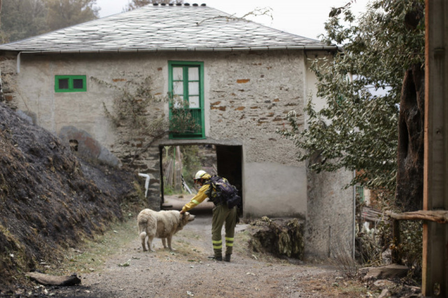 Una ONG cifra en 250.000 los animales muertos por los incendios en Galicia