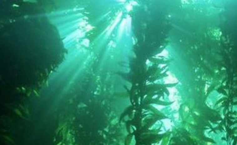 ¿Son las algas un nuevo 'superalimento'?