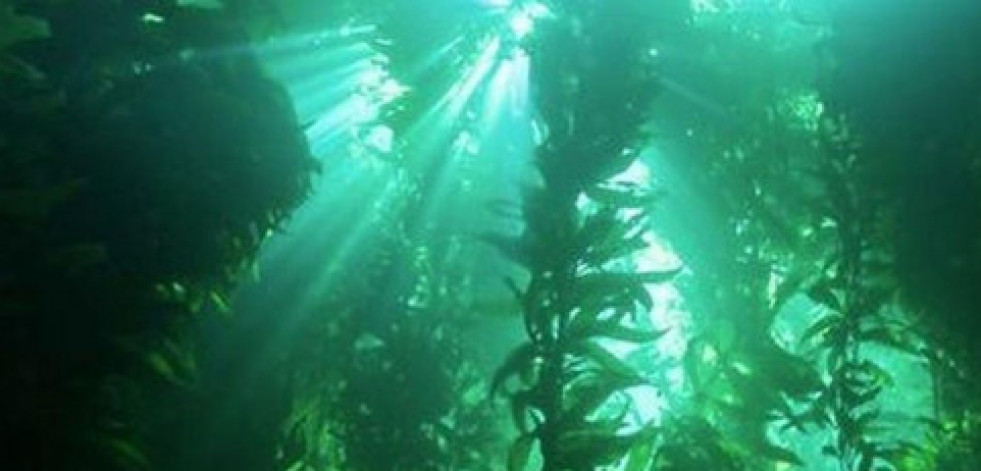¿Son las algas un nuevo 'superalimento'?