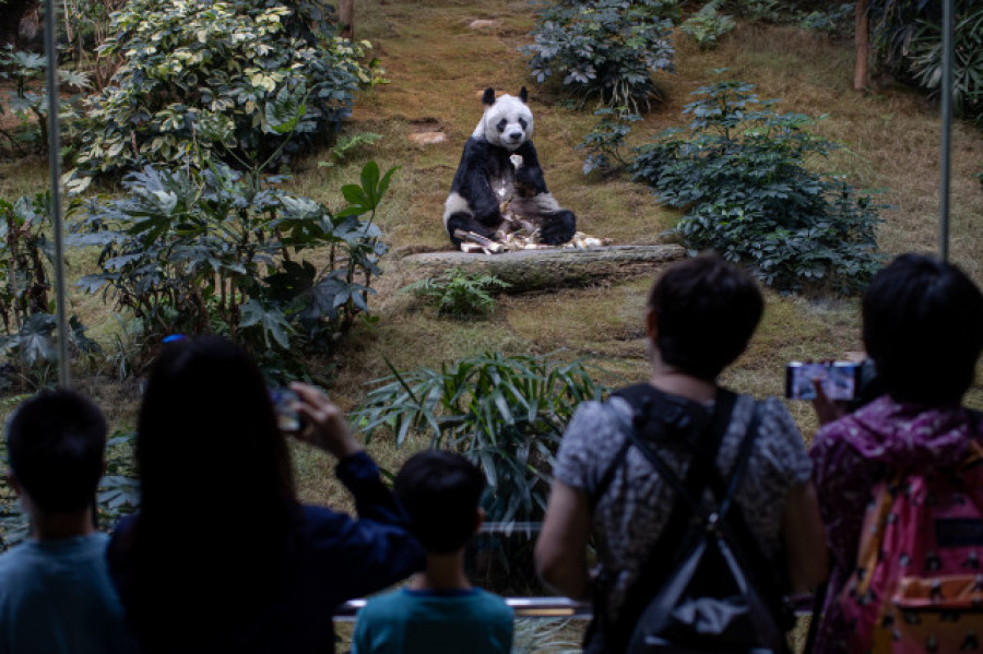 El último oso panda gigante europeo vivió  hace seis millones de años en Bulgaria