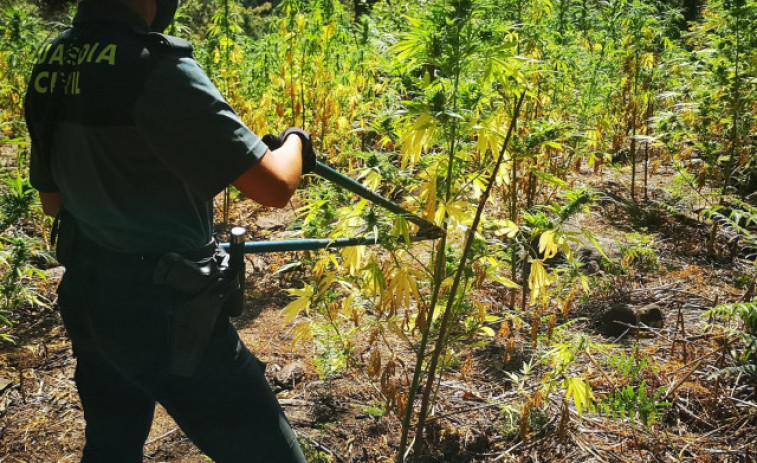Desmantelan en Cerdedo-Cotobade una de las mayores plantaciones de marihuana en Galicia