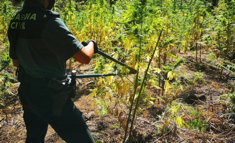 Desmantelan en Cerdedo-Cotobade una de las mayores plantaciones de marihuana en Galicia