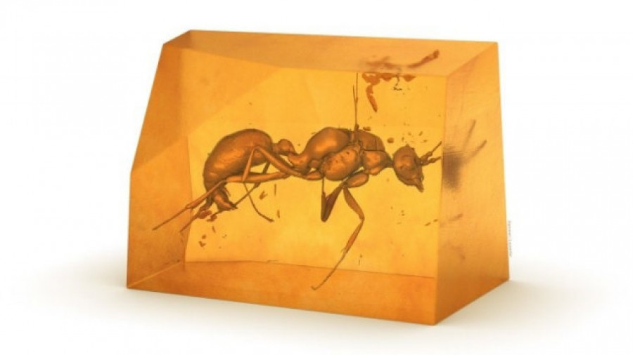 Descubren en ámbar africano una especie extinta de hormiga