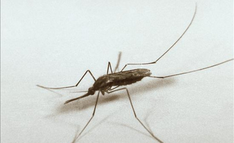 China desecha la propuesta de eliminar todos los mosquitos por 