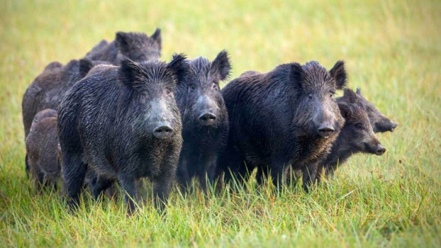 Más de 35.000 accidentes de tráfico con animales, la mayoría jabalíes y corzos