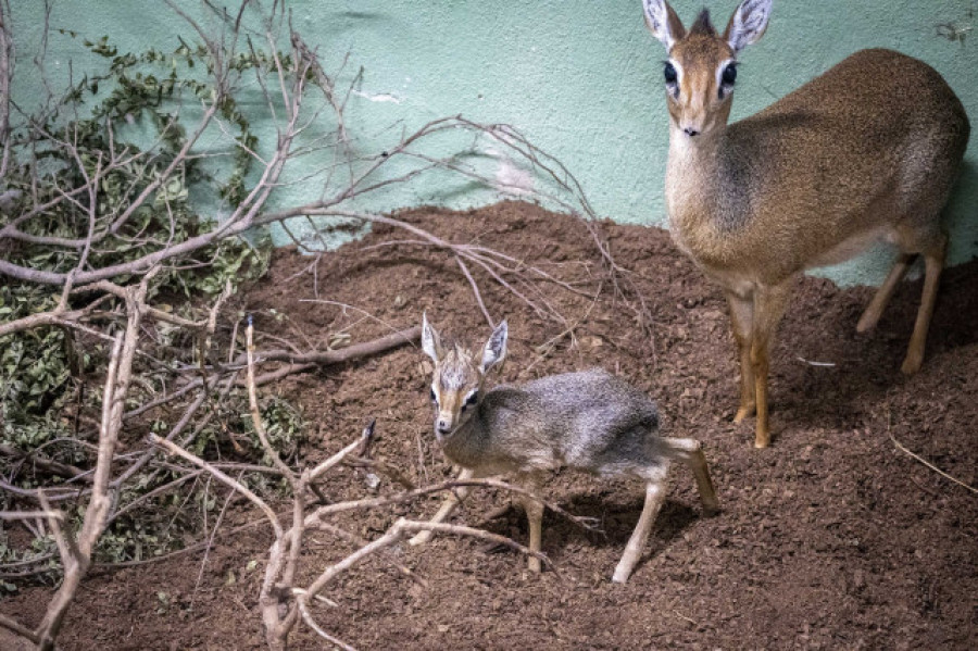 Nace en Bioparc València un dik-dik, el antílope más pequeño de África