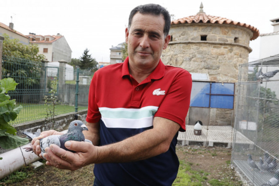 “Carcamán”, la paloma de A Illa que batió el récord al volar de Cataluña a casa en un día