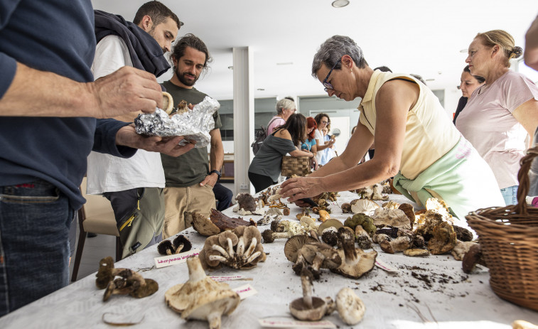 La pasión por las setas anima la temporada otoñal en la Costa da Morte