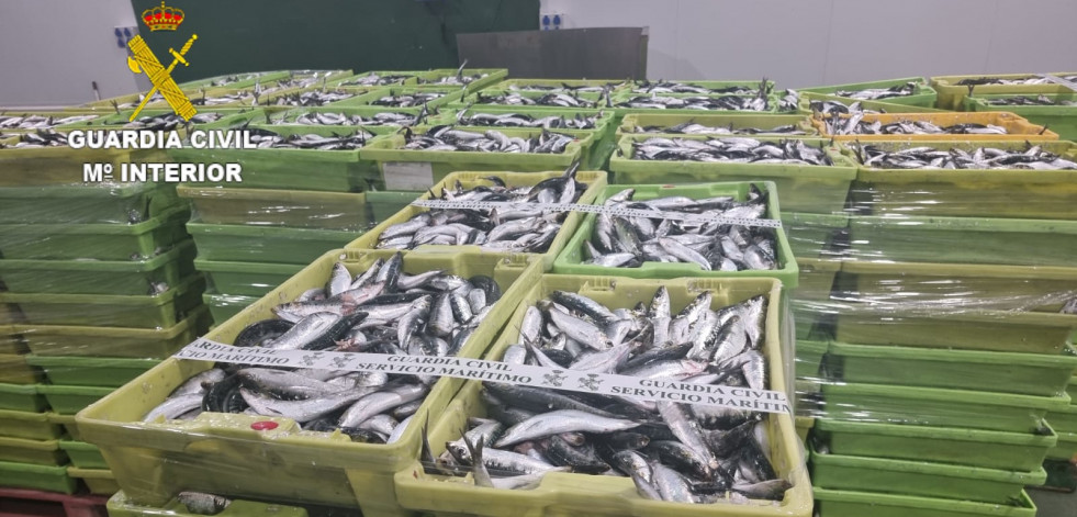 Incautadas más de cinco toneladas de sardinas en Camariñas