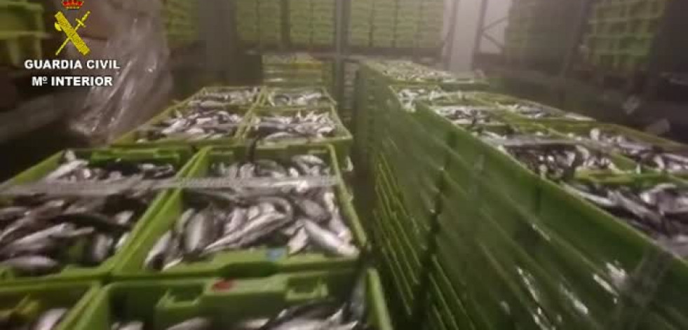 La Guardia Civil decomisa en Laxe más de siete toneladas de sardina pescada en zona prohibida