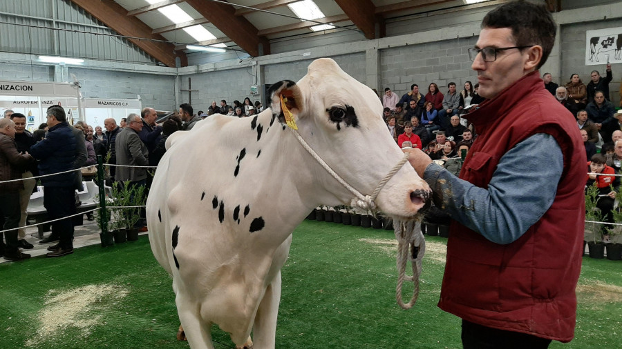 La Semana Gandeira de Mazaricos vuelve con la puja de unas 25 vacas de alta calidad