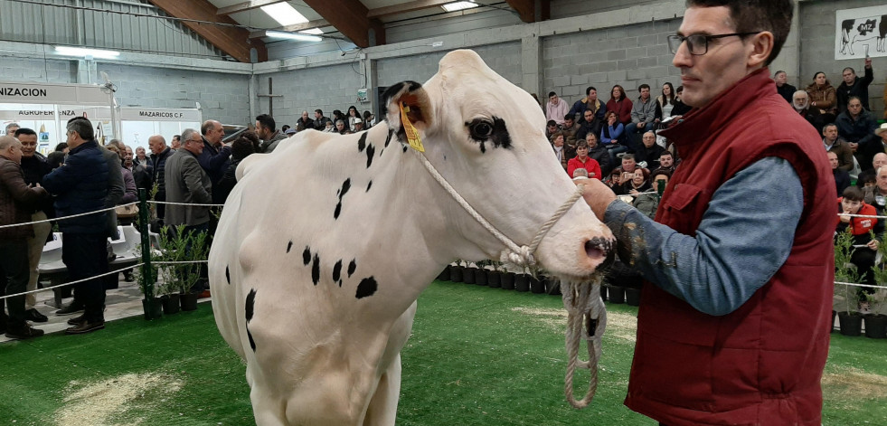 La Semana Gandeira de Mazaricos vuelve con la puja de unas 25 vacas de alta calidad