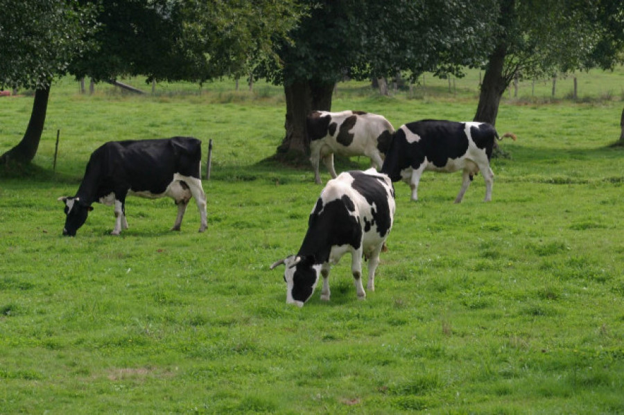 Unha aplicación da Xunta aumenta o poder dos gandeiros co prezo do leite