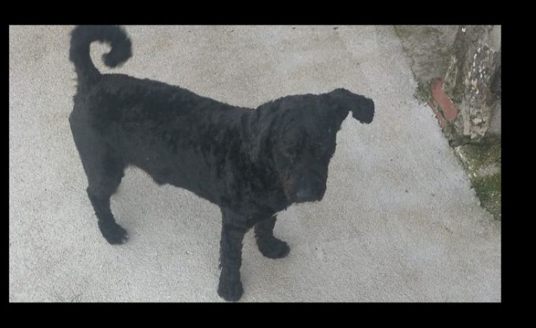 Aparece el perro perdido en Tella