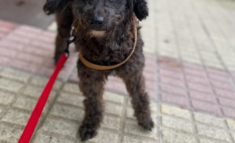 Buscan a una perrita desaparecida en Buño y que está recién operada