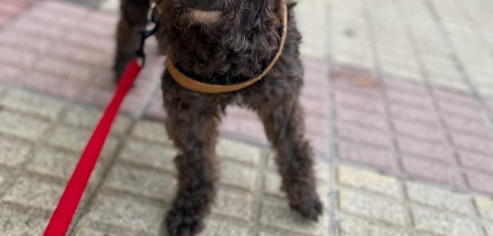 Buscan a una perrita desaparecida en Buño y que está recién operada