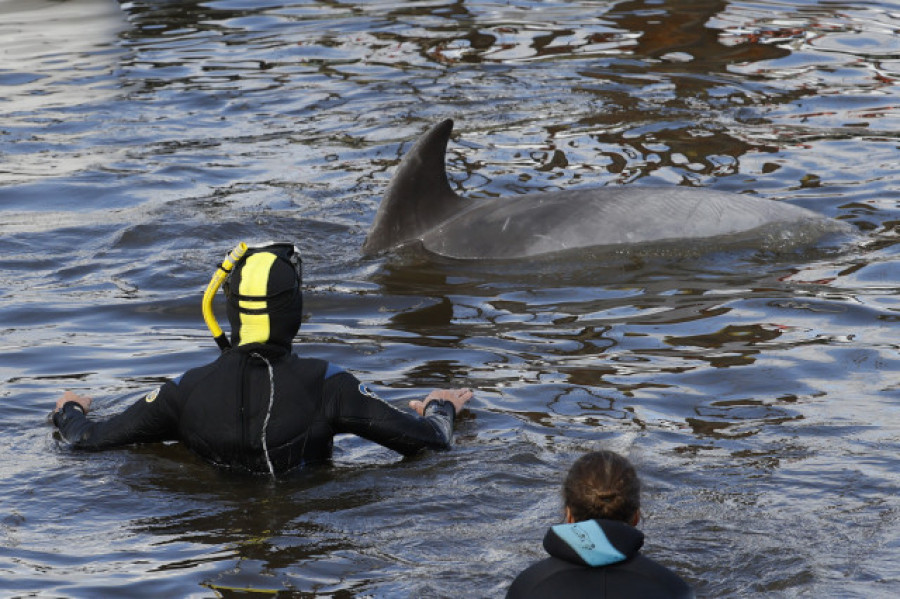 Más de 90.000 firmas en 'Change.org' instan a la Xunta a activar un operativo para "poner a salvo" al delfín 'Manoliño'