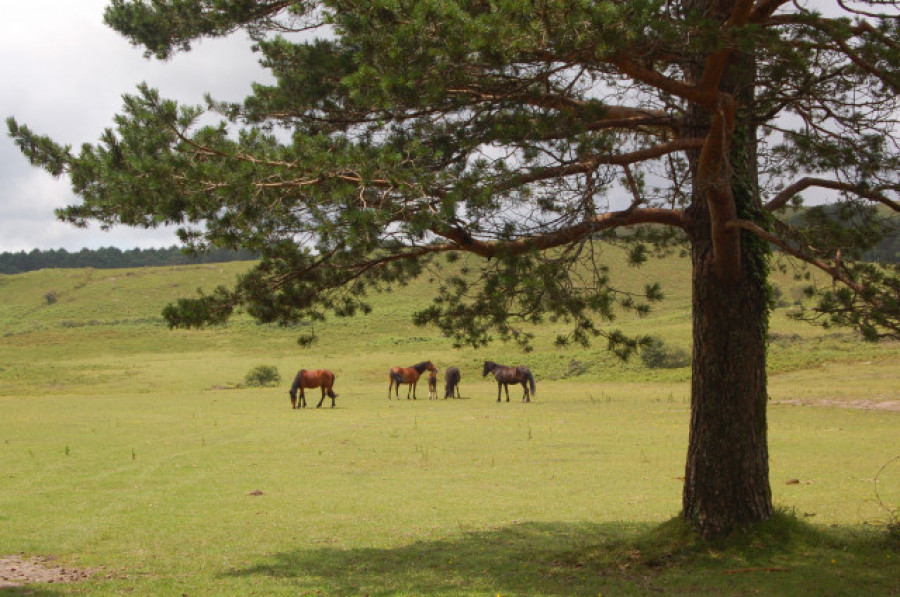 Un proyecto gallego sobre protección contra los incendios forestales recibe el apoyo del Gobierno