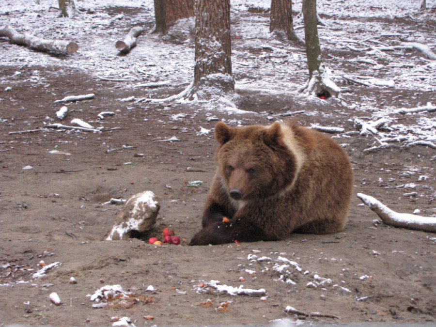 Un refugio ucraniano acoge a osos rescatados de las zonas del frente