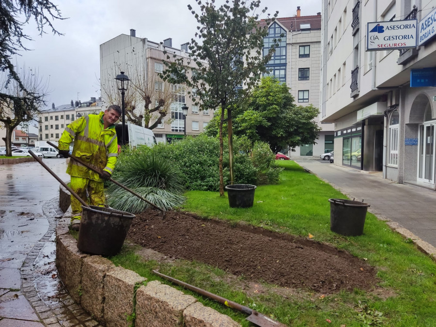 Carballo reparte entre los vecinos las plantas retiradas de las zonas verdes