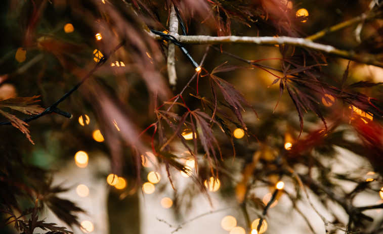 La actitud de diciembre: la gratitud