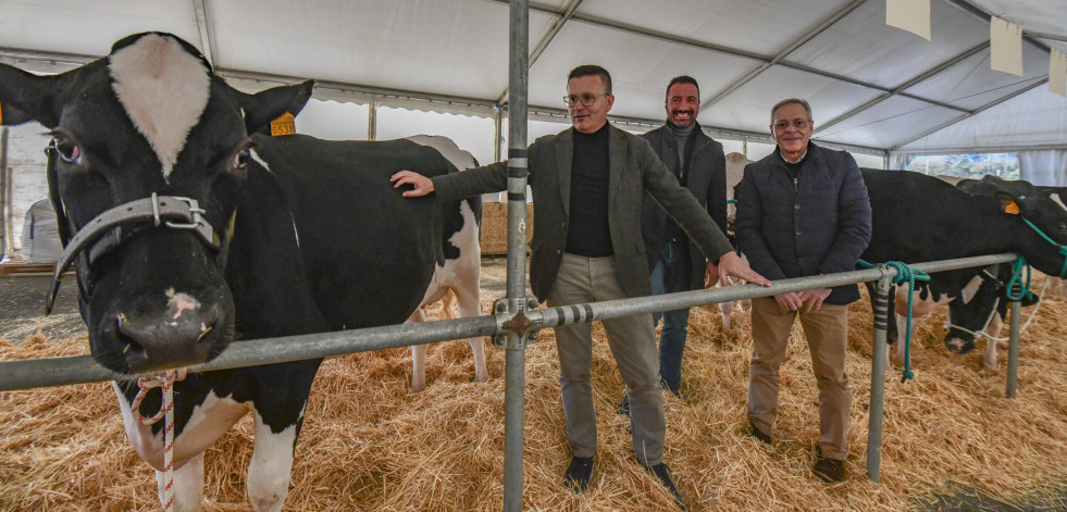 Veinticuatro de las mejores vacas gallegas, a subasta en Mazaricos