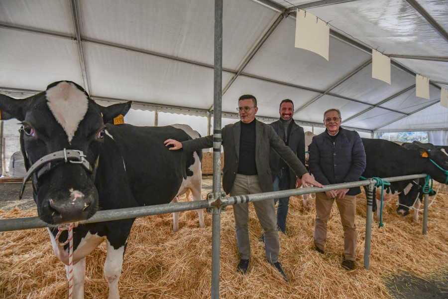 Veinticuatro de las mejores vacas gallegas, a subasta en Mazaricos