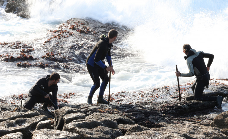 Mar autoriza que los percebeiros de la zona faenen hoy ante el mal tiempo previsto para el lunes