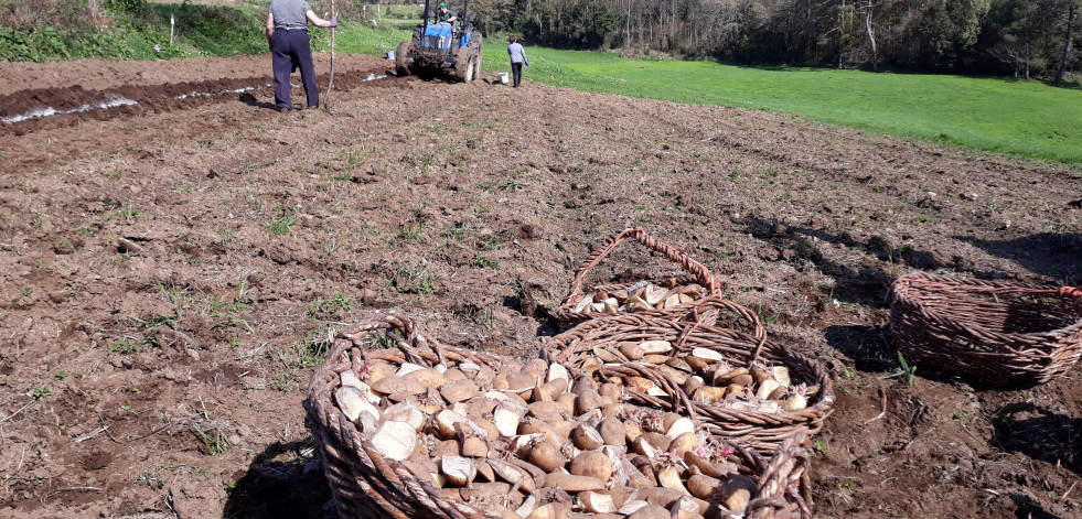 Retirada la prohibición del cultivo de patata en todo el ayuntamiento de Muxía