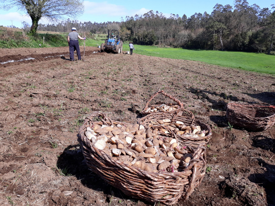 Retirada la prohibición del cultivo de patata en todo el ayuntamiento de Muxía