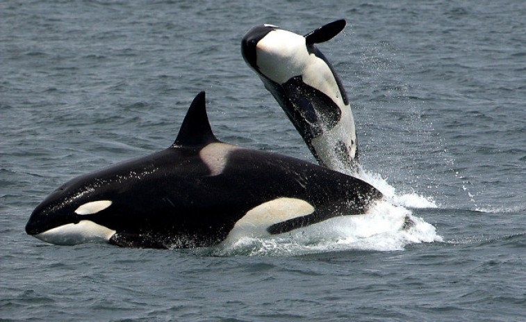 Nace una aplicación para el registro de avistamientos de orcas en tiempo real
