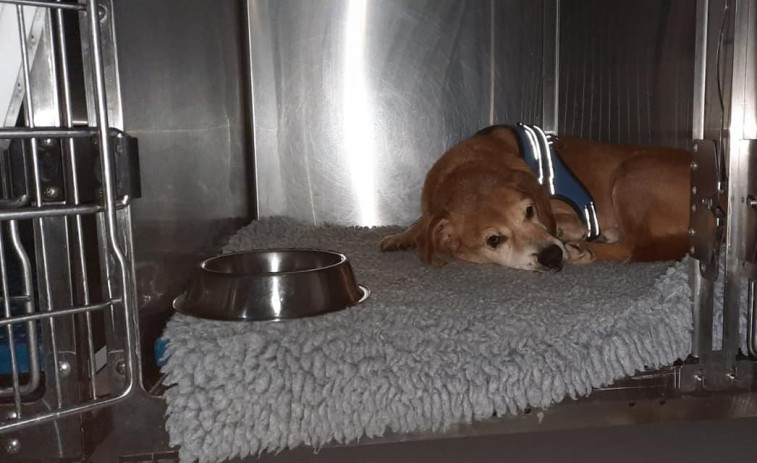 Desaparecido desde el viernes uno de los perros senior de la protectora de Carballo