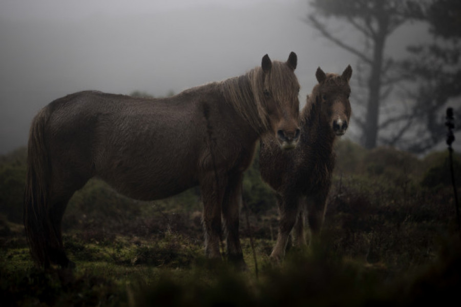 La desaparición del último caballo salvaje en Galicia