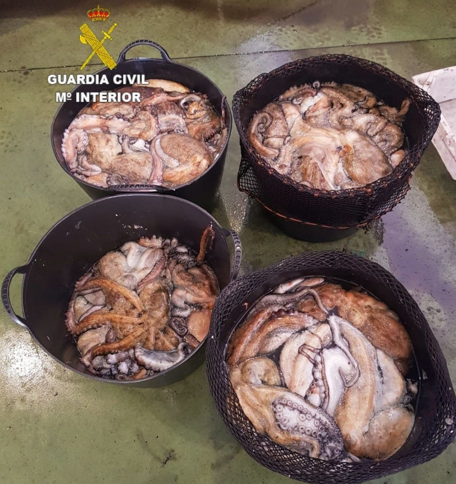 Incautados en el puerto de Camariñas más de 100 kilos de pulpo que no alcanzaba la talla mínima
