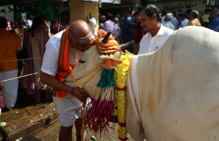 El Gobierno indio llama a abrazar vacas para sustituir San Valentín
